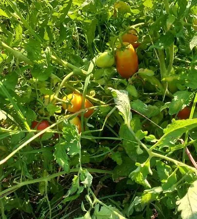 Tenuta Staropoli * San Costantino