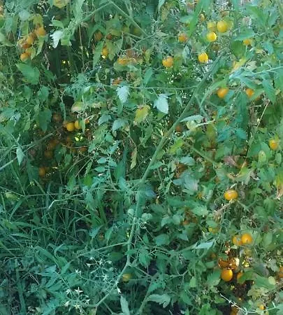 Tenuta Staropoli *